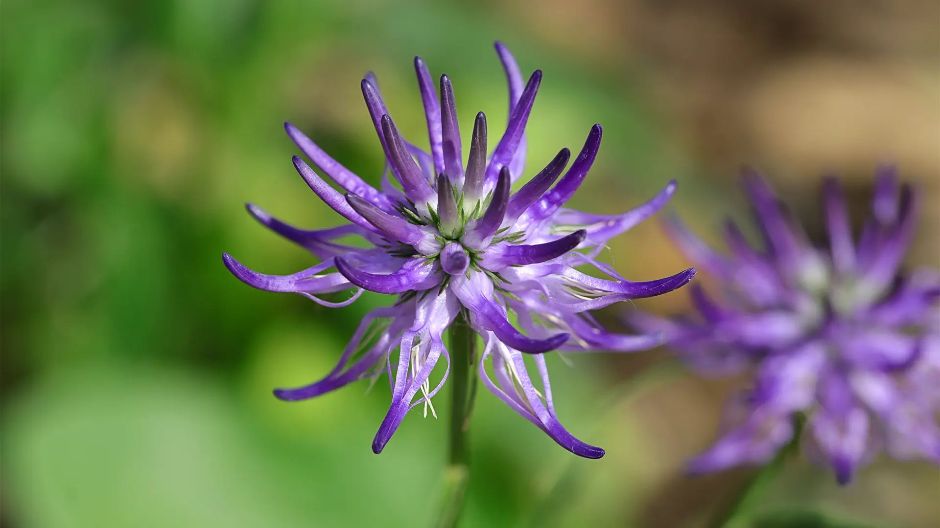 Gheara diavolului, soluția naturală pentru controlul durerii la pacienții cu osteoartrită